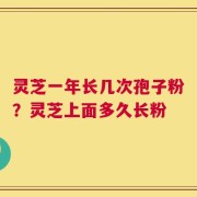 灵芝一年长几次孢子粉？灵芝上面多久长粉