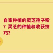 自家种植的灵芝孢子粉？灵芝的种植和收获技巧？