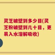 灵芝破壁到多少目(灵芝粉破壁到几十目，更易入水溶解吸收)