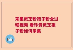 采集灵芝粉孢子粉全过程视频 看珍贵灵芝孢子粉如何采集