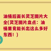 油桶后面长灵芝图片大全(灵芝图片盘点：油桶里竟能长出这么多好东西！)
