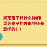 灵芝孢子长什么样的(灵芝孢子的外形特征是怎样的？)