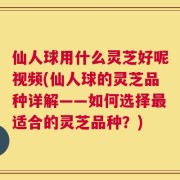 仙人球用什么灵芝好呢视频(仙人球的灵芝品种详解——如何选择最适合的灵芝品种？)