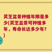 灵芝盆景种植年限是多少(灵芝盆景可种植多年，寿命长达多少年？)