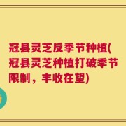 冠县灵芝反季节种植(冠县灵芝种植打破季节限制，丰收在望)
