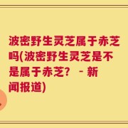 波密野生灵芝属于赤芝吗(波密野生灵芝是不是属于赤芝？ - 新闻报道)