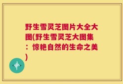 野生雪灵芝图片大全大图(野生雪灵芝大图集：惊艳自然的生命之美)