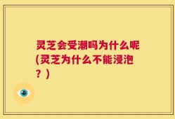 灵芝会受潮吗为什么呢(灵芝为什么不能浸泡？)