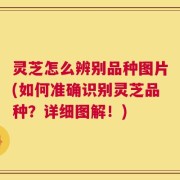 灵芝怎么辨别品种图片(如何准确识别灵芝品种？详细图解！)