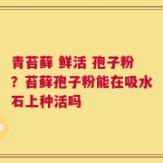 青苔藓 鲜活 孢子粉？苔藓孢子粉能在吸水石上种活吗