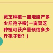 灵芝种植一亩地能产多少斤孢子粉(一亩灵芝种植可获产量预估多少斤孢子粉？)