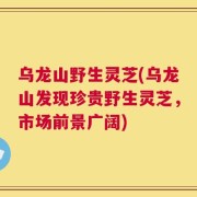 乌龙山野生灵芝(乌龙山发现珍贵野生灵芝，市场前景广阔)