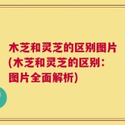 木芝和灵芝的区别图片(木芝和灵芝的区别：图片全面解析)