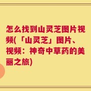 怎么找到山灵芝图片视频(「山灵芝」图片、视频：神奇中草药的美丽之旅)