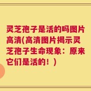 灵芝孢子是活的吗图片高清(高清图片揭示灵芝孢子生命现象：原来它们是活的！)