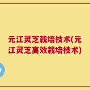 元江灵芝栽培技术(元江灵芝高效栽培技术)