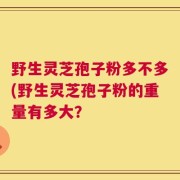 野生灵芝孢子粉多不多(野生灵芝孢子粉的重量有多大？