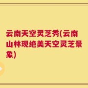 云南天空灵芝秀(云南山林现绝美天空灵芝景象)