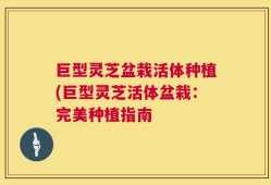 巨型灵芝盆栽活体种植(巨型灵芝活体盆栽：完美种植指南