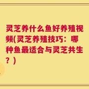 灵芝养什么鱼好养殖视频(灵芝养殖技巧：哪种鱼最适合与灵芝共生？)