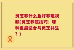 灵芝养什么鱼好养殖视频(灵芝养殖技巧：哪种鱼最适合与灵芝共生？)