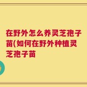 在野外怎么养灵芝孢子苗(如何在野外种植灵芝孢子苗
