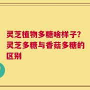 灵芝植物多糖啥样子？灵芝多糖与香菇多糖的区别