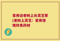 家旁边老树上长灵芝草(老树上灵芝：家旁惊现珍贵药材