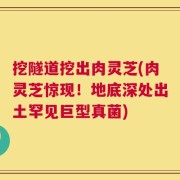 挖隧道挖出肉灵芝(肉灵芝惊现！地底深处出土罕见巨型真菌)