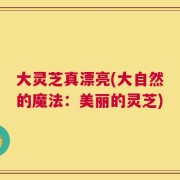 大灵芝真漂亮(大自然的魔法：美丽的灵芝)