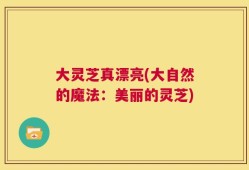 大灵芝真漂亮(大自然的魔法：美丽的灵芝)