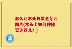 怎么让木头长灵芝芽儿图片(木头上如何种植灵芝芽儿？)