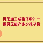 灵芝加工成孢子粉？一棵灵芝能产多少孢子粉