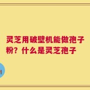 灵芝用破壁机能做孢子粉？什么是灵芝孢子