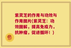 紫灵芝的作用与功效与作用图片(紫灵芝：功效图解，提高免疫力，抗肿瘤，促进循环！)