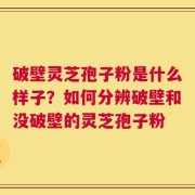 破壁灵芝孢子粉是什么样子？如何分辨破壁和没破壁的灵芝孢子粉