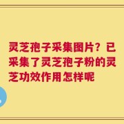 灵芝孢子采集图片？已采集了灵芝孢子粉的灵芝功效作用怎样呢