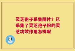 灵芝孢子采集图片？已采集了灵芝孢子粉的灵芝功效作用怎样呢