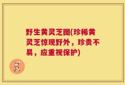 野生黄灵芝图(珍稀黄灵芝惊现野外，珍贵不易，应重视保护)