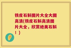 铁皮石斛图片大全大图高清(铁皮石斛高清图片大全，欣赏绝美石斛！)