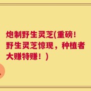 炮制野生灵芝(重磅！野生灵芝惊现，种植者大赚特赚！)