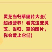 灵芝当归草图片大全(超级营养！看完这些灵芝、当归、草的图片，你会爱上它们)