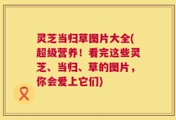 灵芝当归草图片大全(超级营养！看完这些灵芝、当归、草的图片，你会爱上它们)