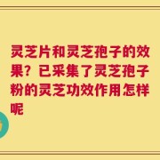 灵芝片和灵芝孢子的效果？已采集了灵芝孢子粉的灵芝功效作用怎样呢