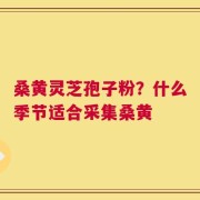 桑黄灵芝孢子粉？什么季节适合采集桑黄