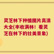 灵芝林下种植图片高清大全(丰收满林！看灵芝在林下的壮美景象)