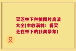 灵芝林下种植图片高清大全(丰收满林！看灵芝在林下的壮美景象)