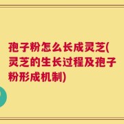 孢子粉怎么长成灵芝(灵芝的生长过程及孢子粉形成机制)