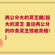 两公分大的灵芝图(超大的灵芝 直径两公分的珍贵灵芝惊艳亮相！)