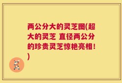 两公分大的灵芝图(超大的灵芝 直径两公分的珍贵灵芝惊艳亮相！)